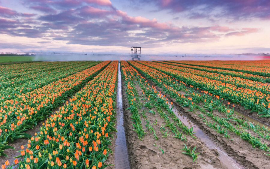 Zuid-Holland, Netherlands