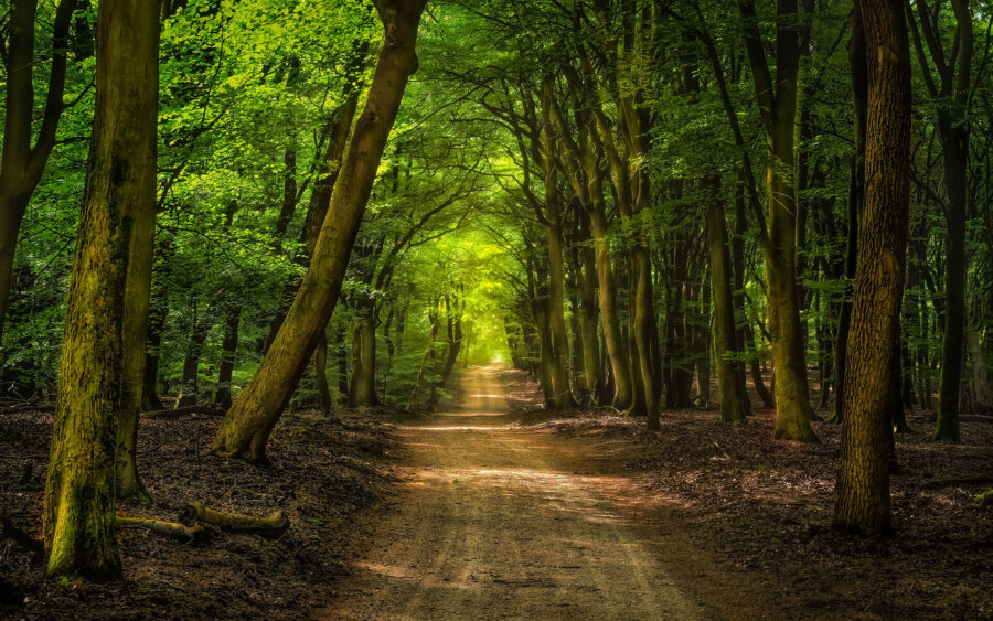 Veluwe, Netherlands