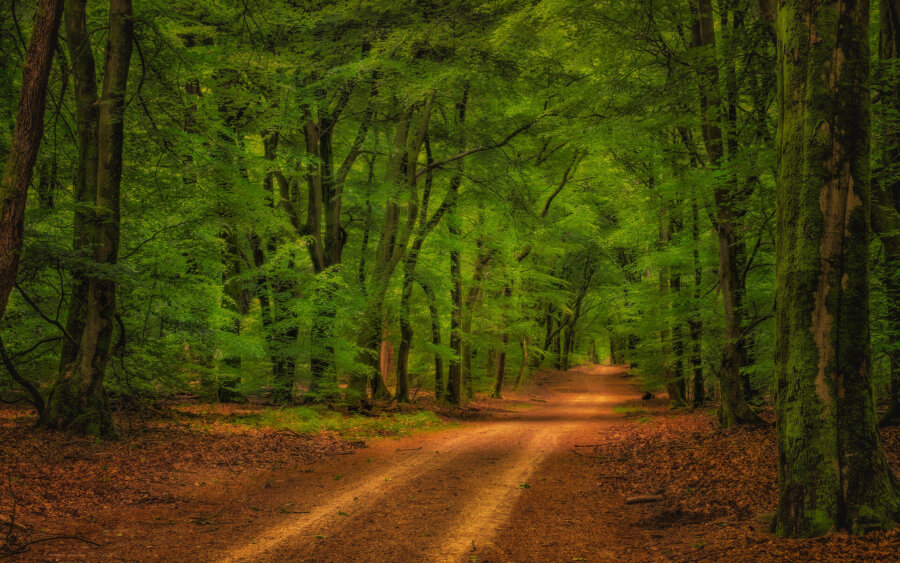 Veluwe, Netherlands