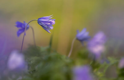 Purple flower