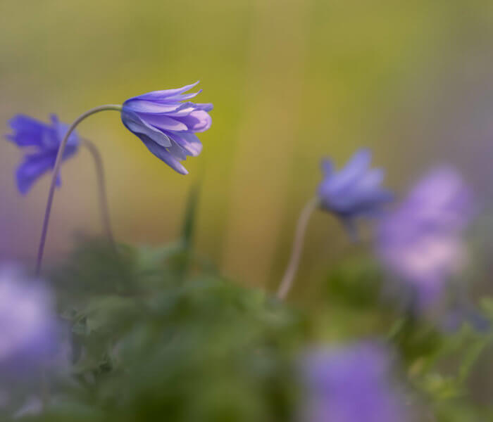 Purple flower