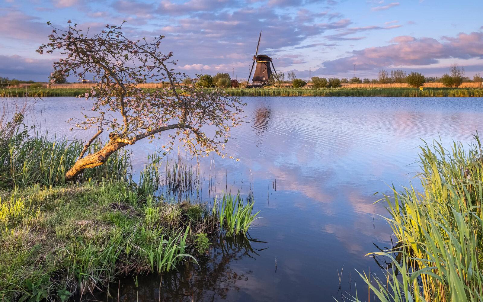A tree with blossom, with a windmill of Kinderdijk in the background, during sunset.