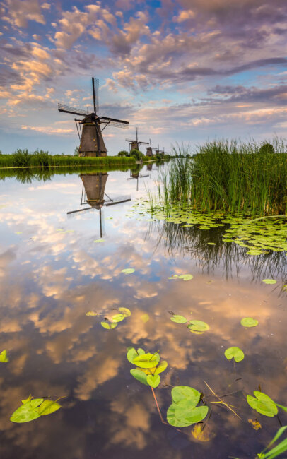 Kinderdijk Summer evening at Kinderdijk, the water lilies grow in the water in the foreground.