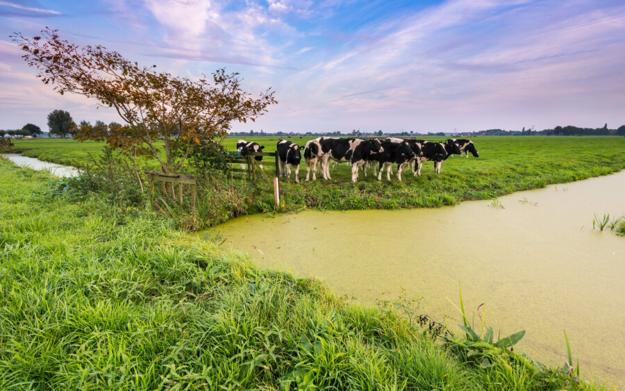 Cows in the pasture, with the last evening light of the day.