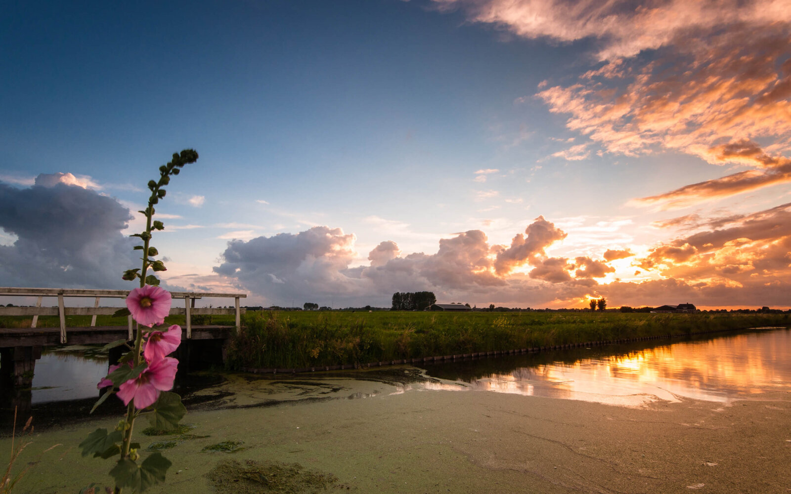 Beautiful sunset at De Donkse Laagte, with a hollyhock as the subject.