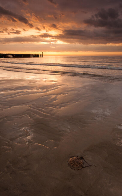 On the beach near Domburg, on Walcheren, this jellyfish was my subject in the photo.