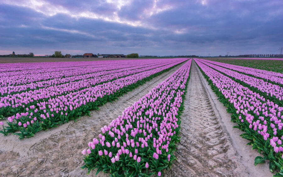 Beautiful tulip field, on a quiet evening, near Den Bommel.