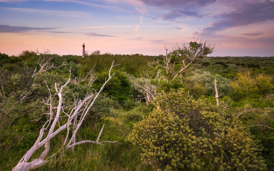 On the dunes near Burgh-Haamstede, with a view of the lighthouse, at sunset.