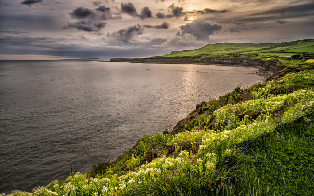 Beautiful flowers on the coastline of Kimmeridge Bay, during sunset here in Dorset.