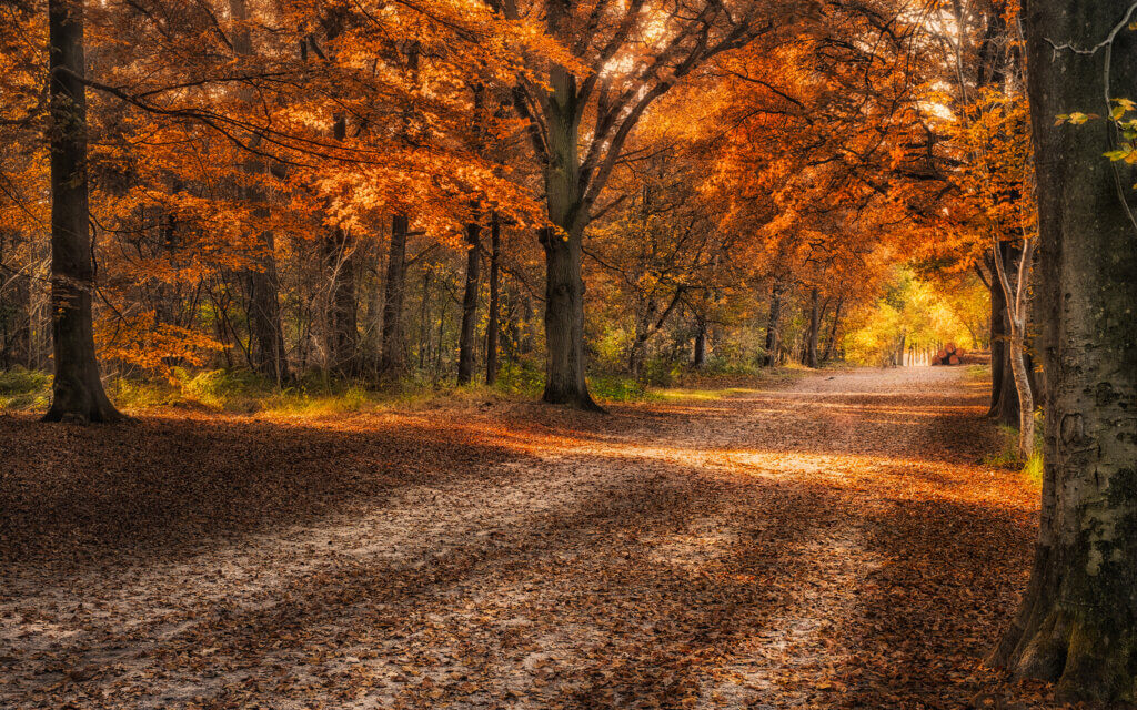 On a beautiful afternoon in the Mastbos. The sun is slowly setting, walking on a forest path with autumn colors on the trees.