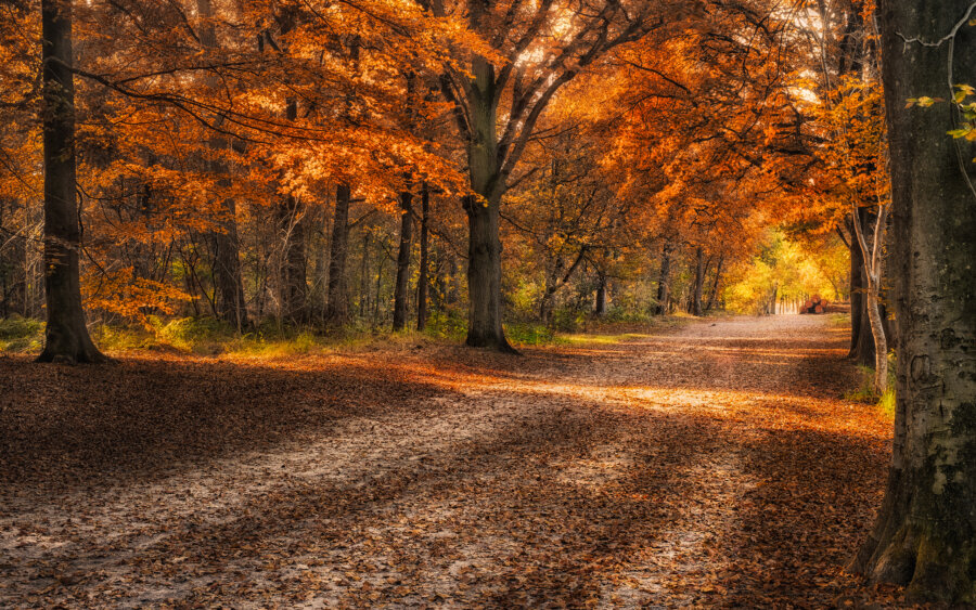 Breda On a beautiful afternoon in the Mastbos. The sun is slowly setting, walking on a forest path with autumn colors on the trees.