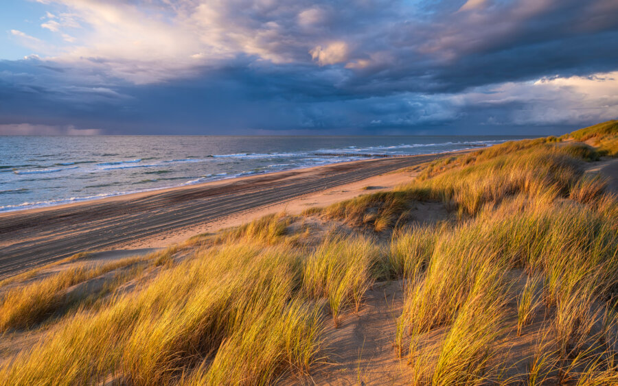 Beautiful, gold-colored dunes at sunset along the coast near Burgh-Haamstede. The marram grass takes on a stunning golden-yellow hue, casting a warm glow across the sand, while the sky features striking, high-contrast clouds and, in the distance, a rain shower over the sea.